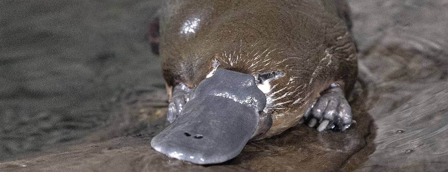 Platypus at the San Diego Zoo Safari Park