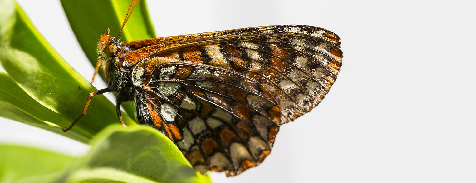 Quino checkerspot butterfly
