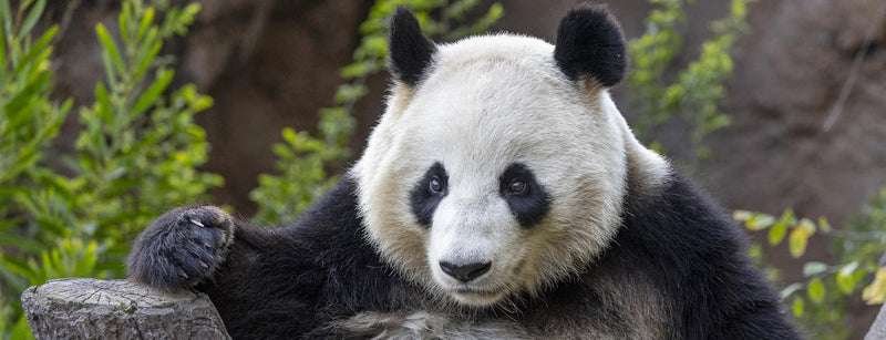 Xin Bao at the San Diego Zoo's Panda Ridge habitat.