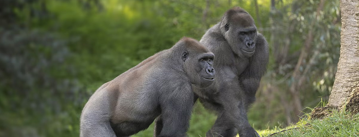 Bachelor Gorilla Troop at the San Diego Zoo