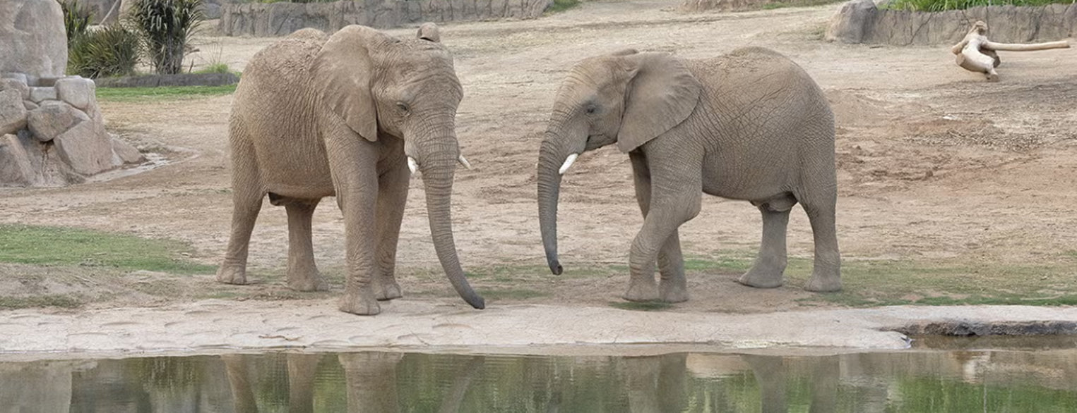 African Elephants at San Diego Zoo Safari Park Denny Sanford's Elephant Valley