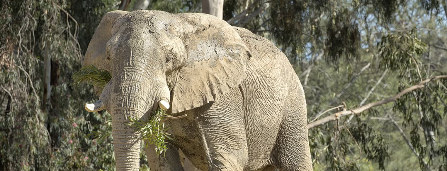African Elephant Bull