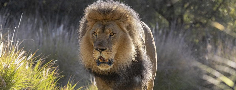 Lion at the San Diego Zoo Safari Park's Roar and Snore Experience