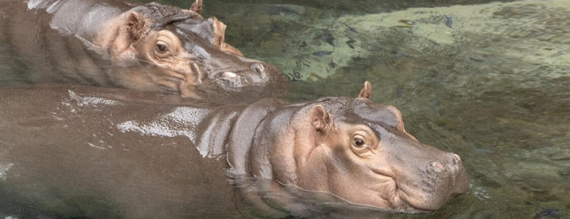 Hippos Swimming at the San Diego Zoo