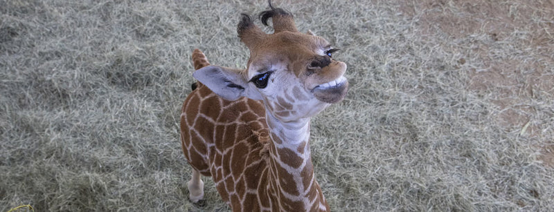 Msituni the Giraffe Calf at the San Diego Zoo Safari Park
