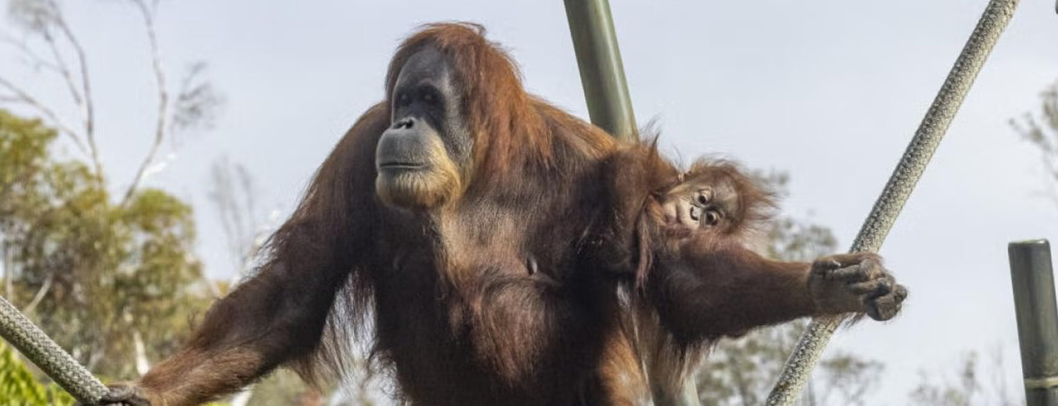Mom and baby orangutan at the San Diego Zoo.