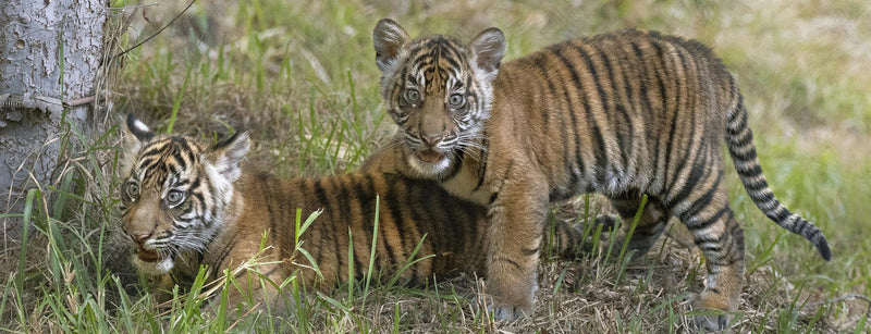 Sumatran Tigers at the San Diego Zoo Safari Park