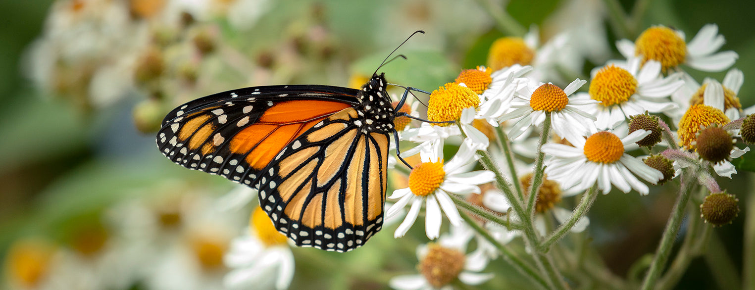 The Wing's the Thing