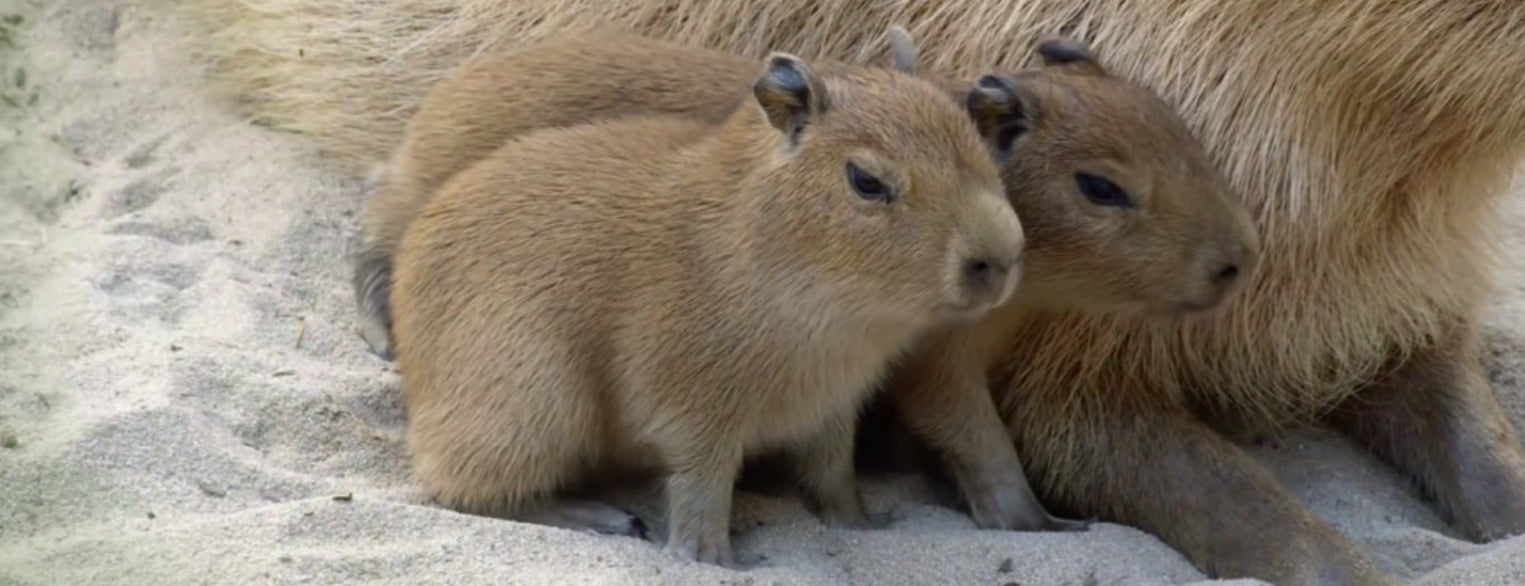 San Diego Zoo Welcomes Four Capybaras