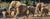 Elephants at San Diego Zoo Safari Park