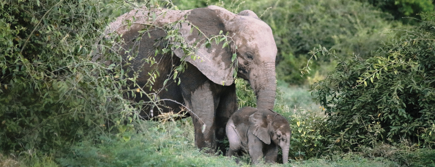 elephant-mom-and-calf