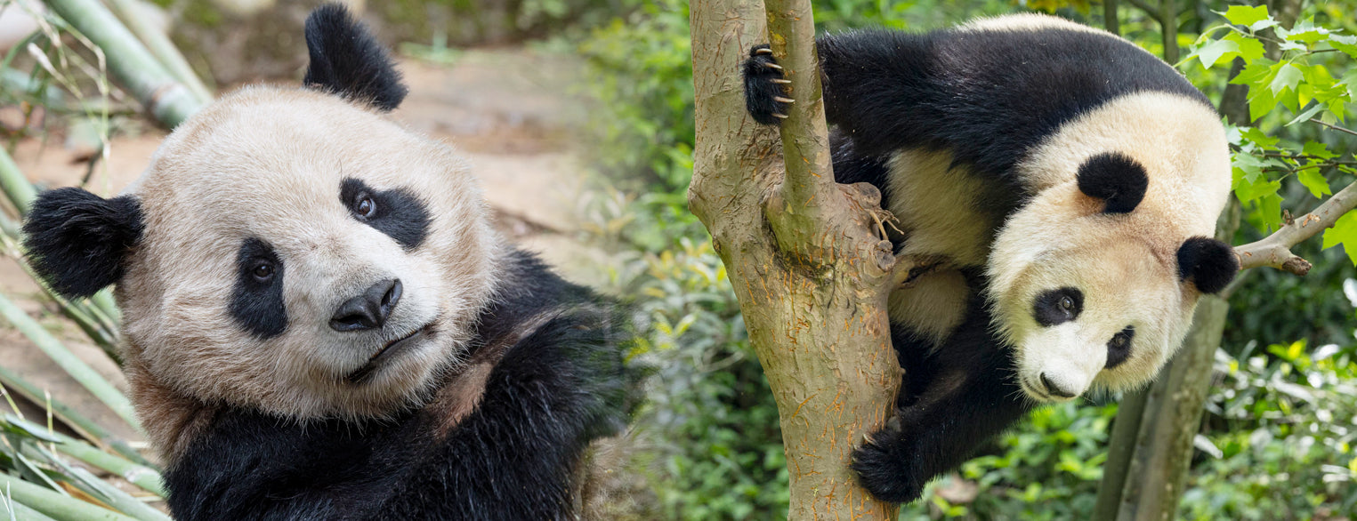 San Diego Zoo Pandas Yun Chuan and Xin Bao