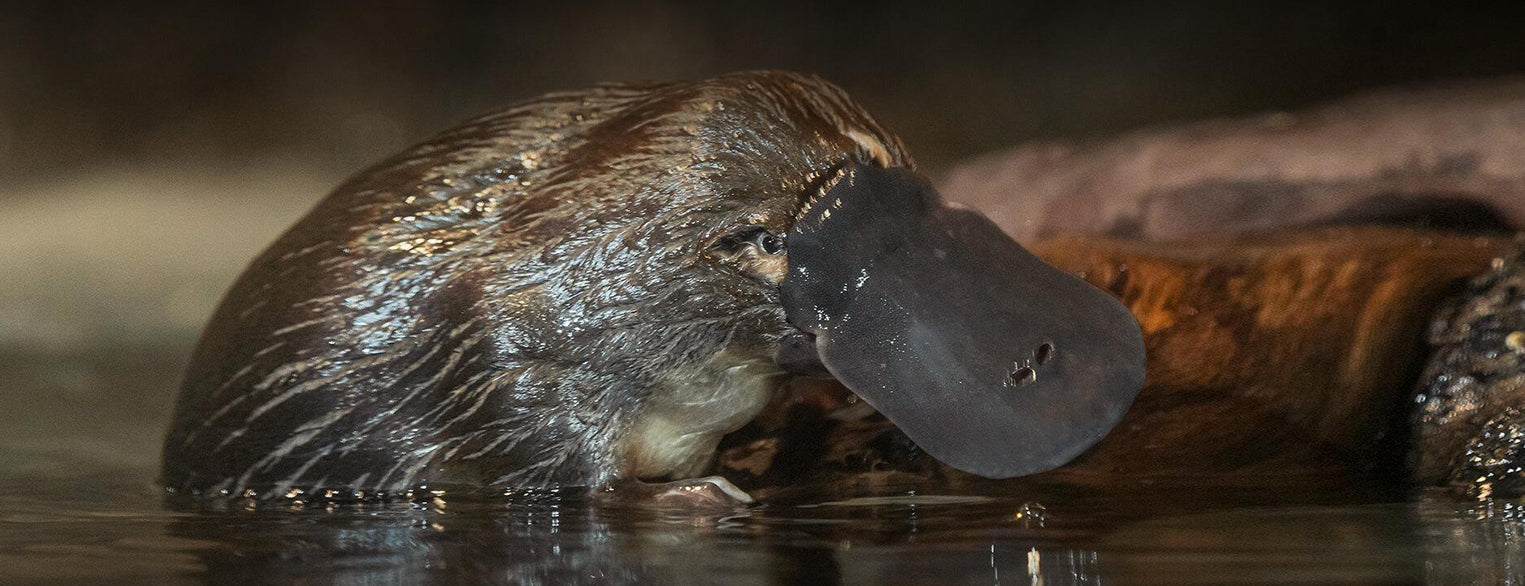 Platypus at the San Diego Zoo Safari Park
