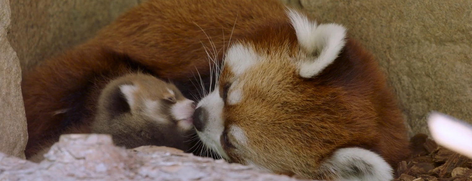 Red Panda Cub Born at the San Diego Zoo