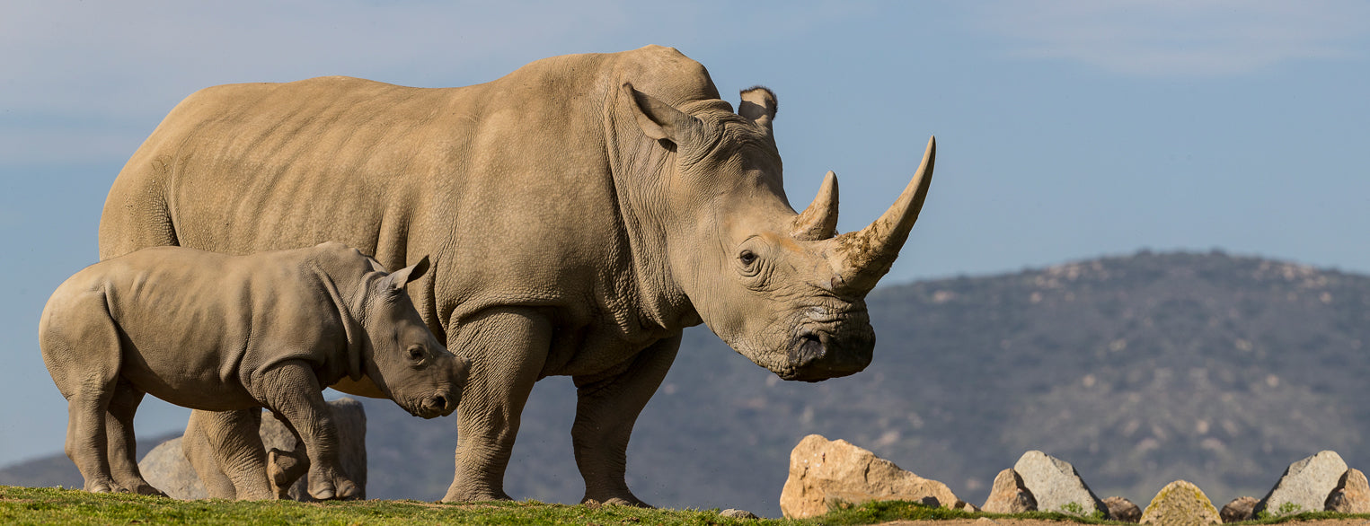 rhino-mom-and-calf