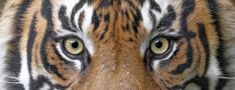 Sumatra Tiger Gaze