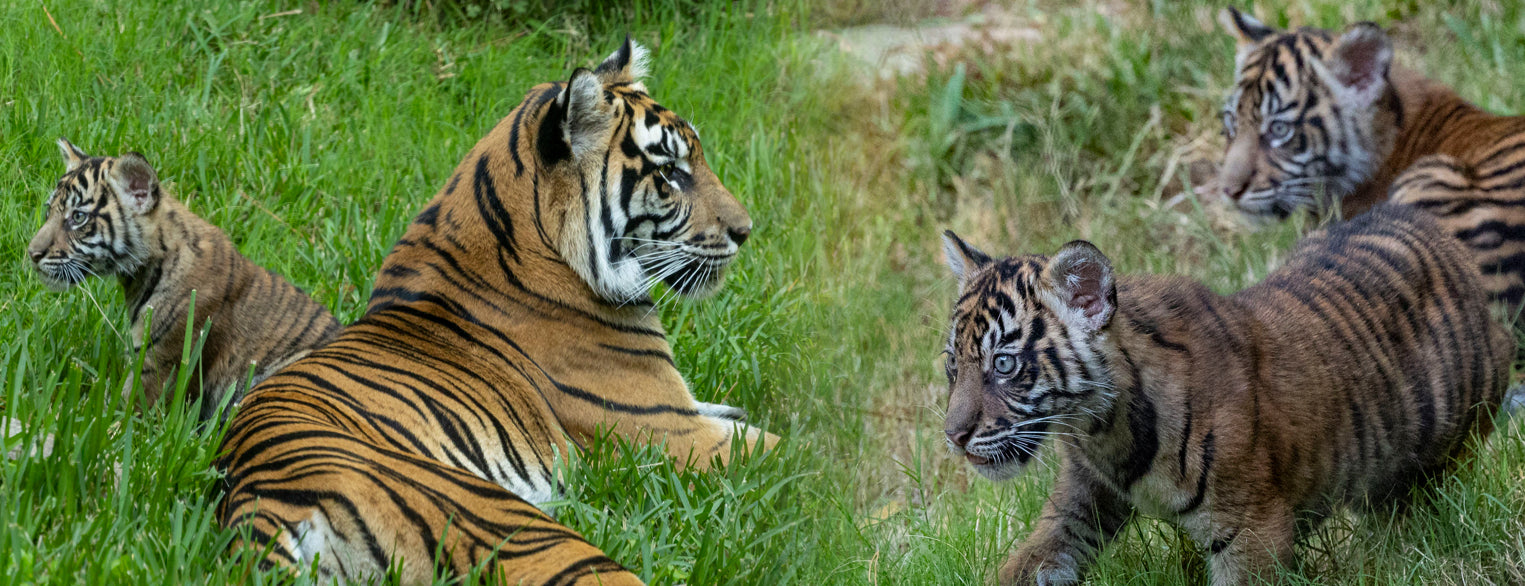 Two Sumatran Tiger Cubs Born at the San Diego Zoo Safari Park
