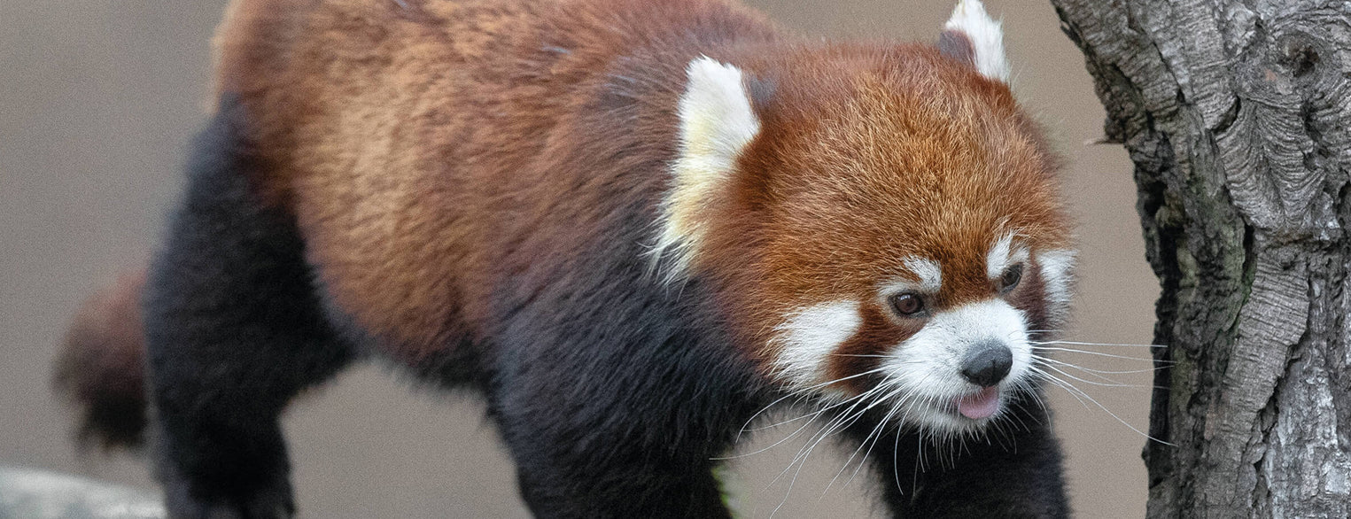 red-panda-in-the-wild