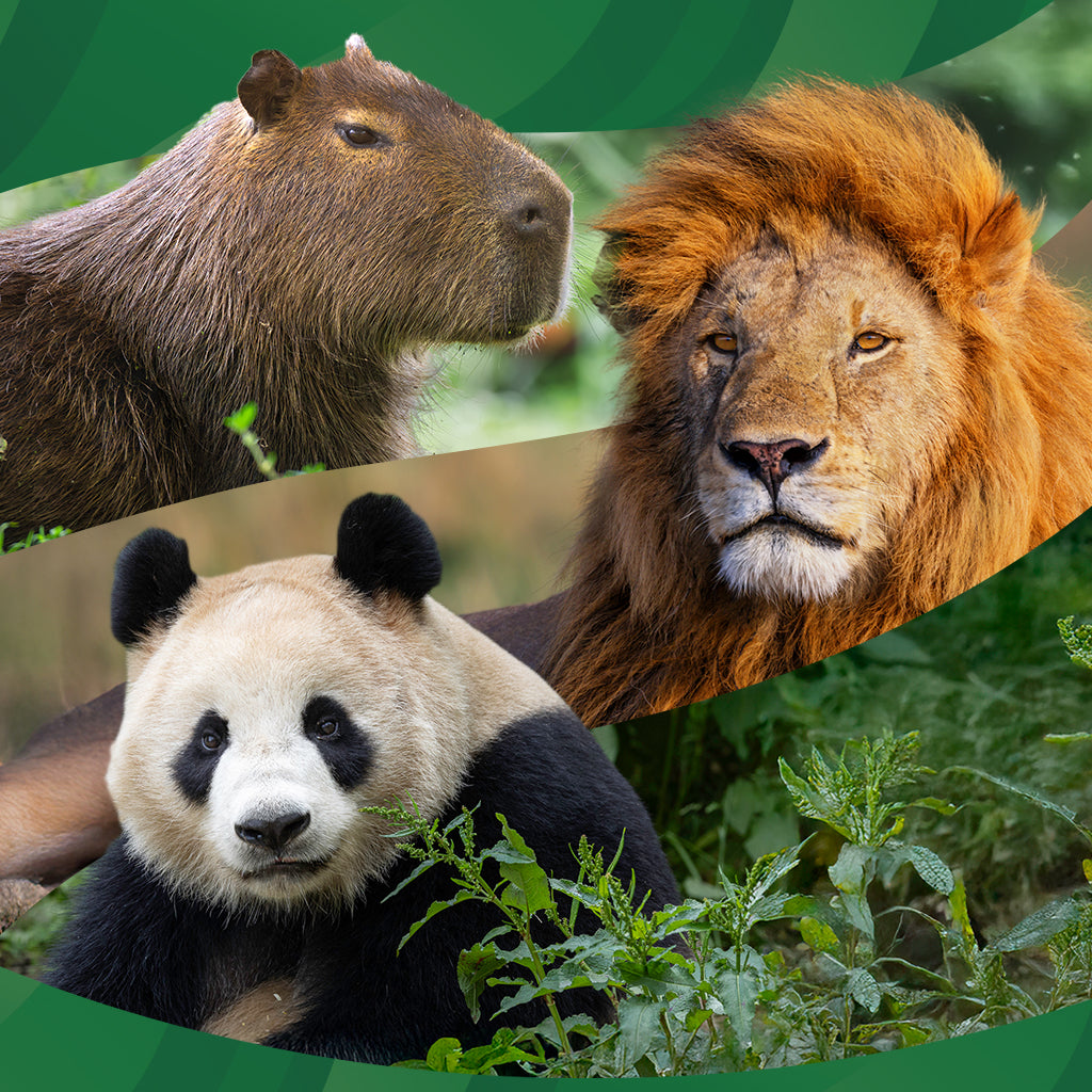 Collage of a capybara, lion, and panda with a green background