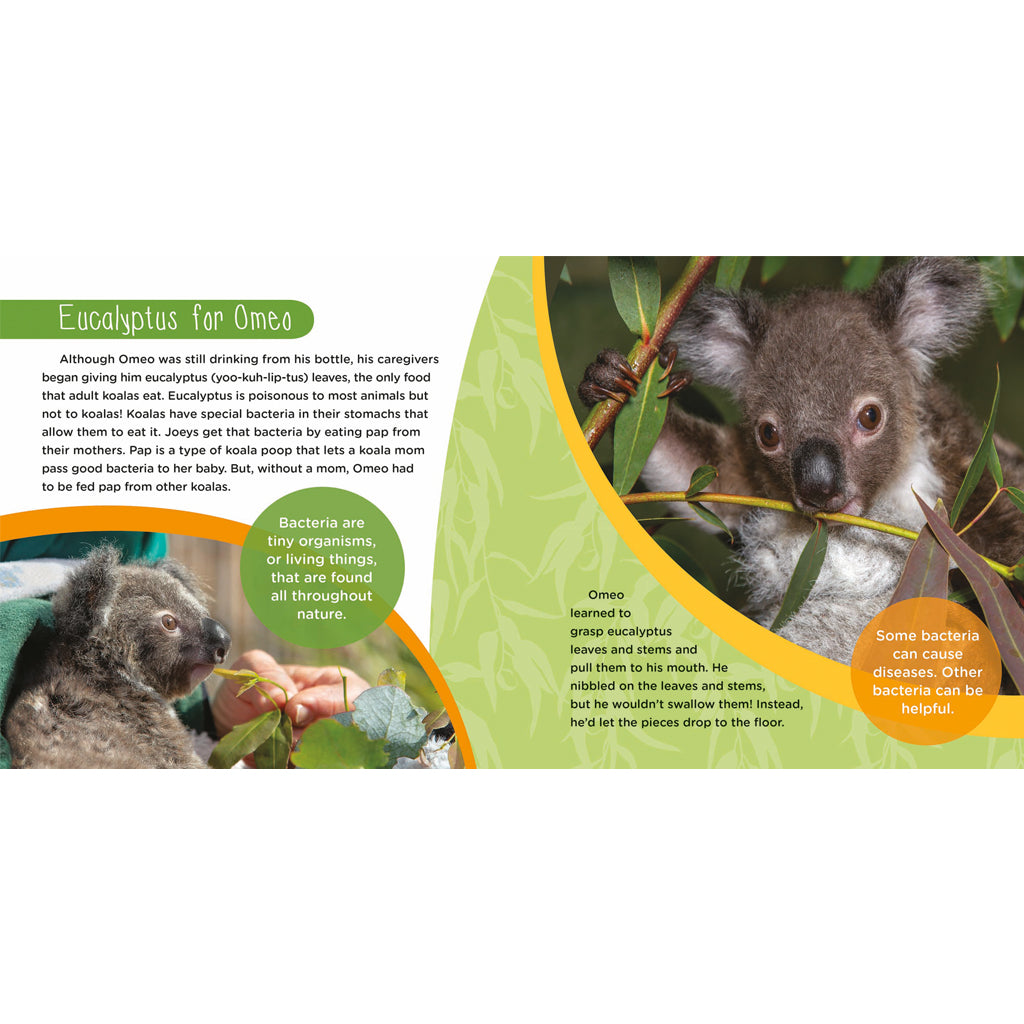 Amazing Omeo: A Baby Koala's True Story of Survival