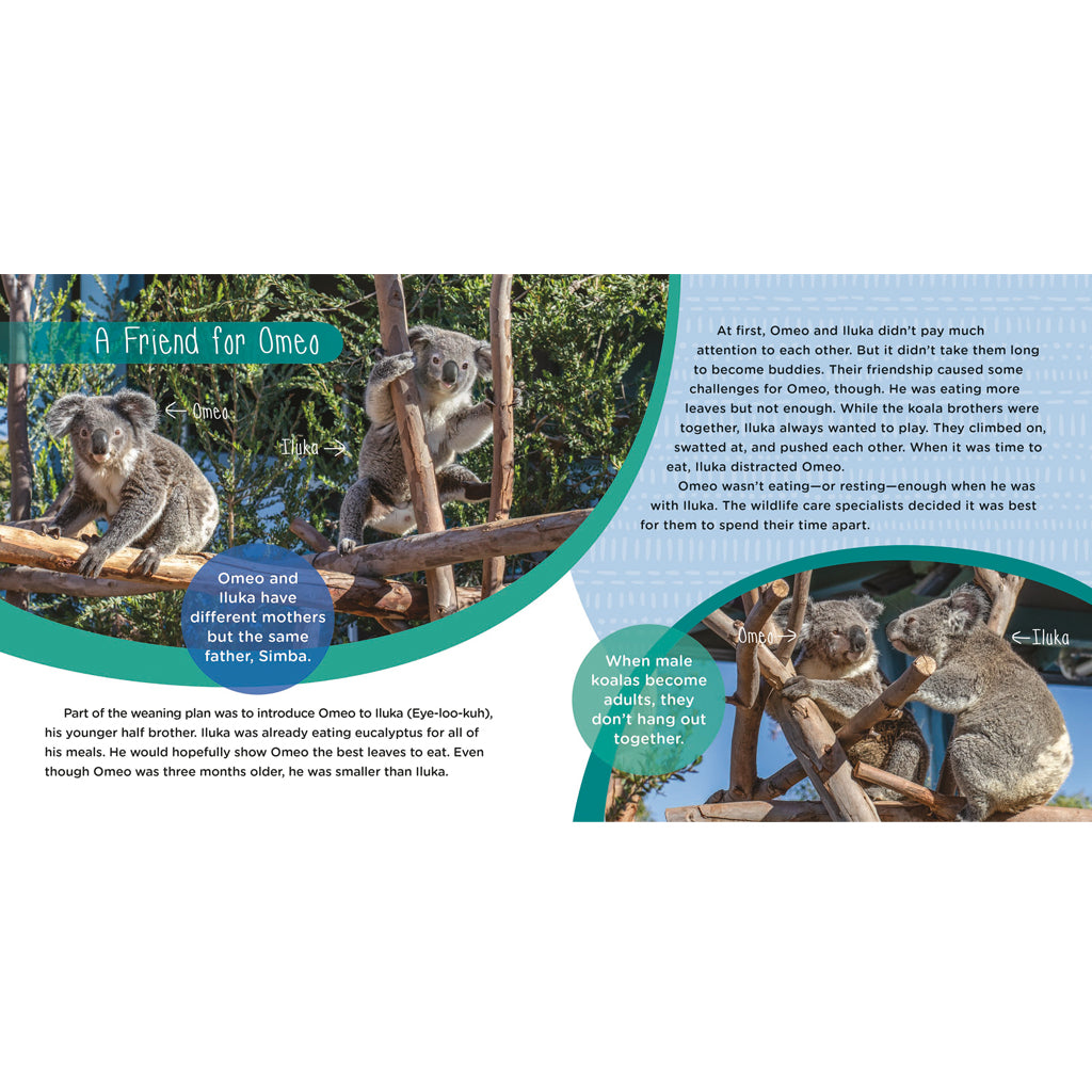 Amazing Omeo: A Baby Koala's True Story of Survival