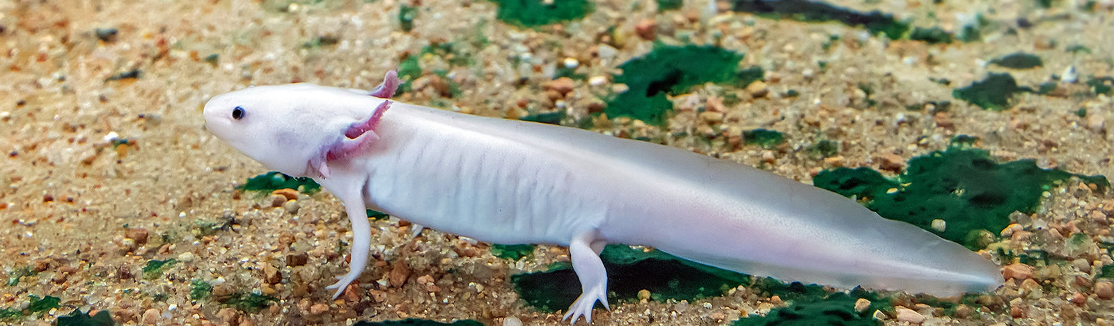 Axolotl Merchandise Collection