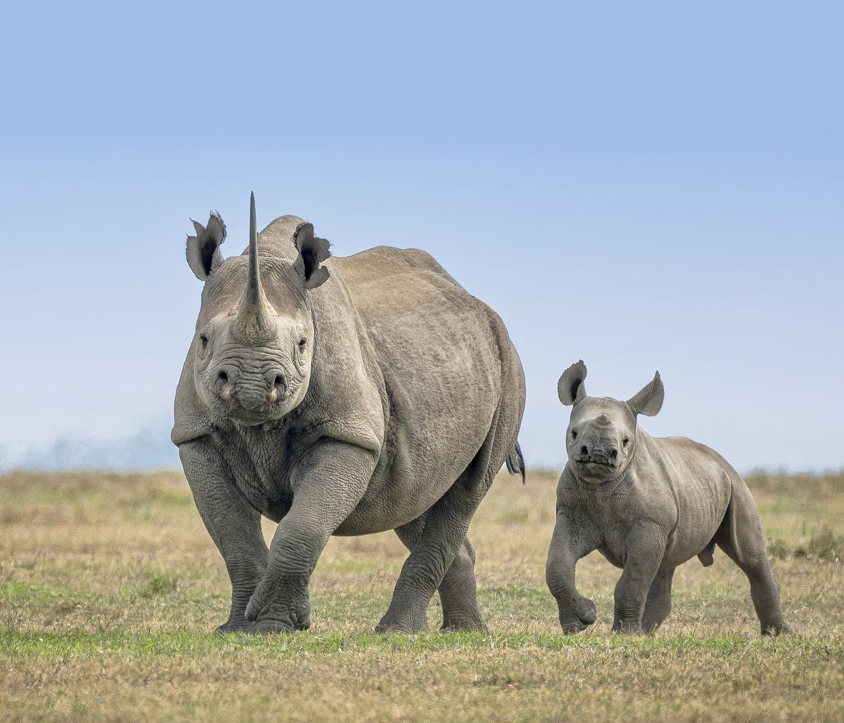 A Rhino Alliance