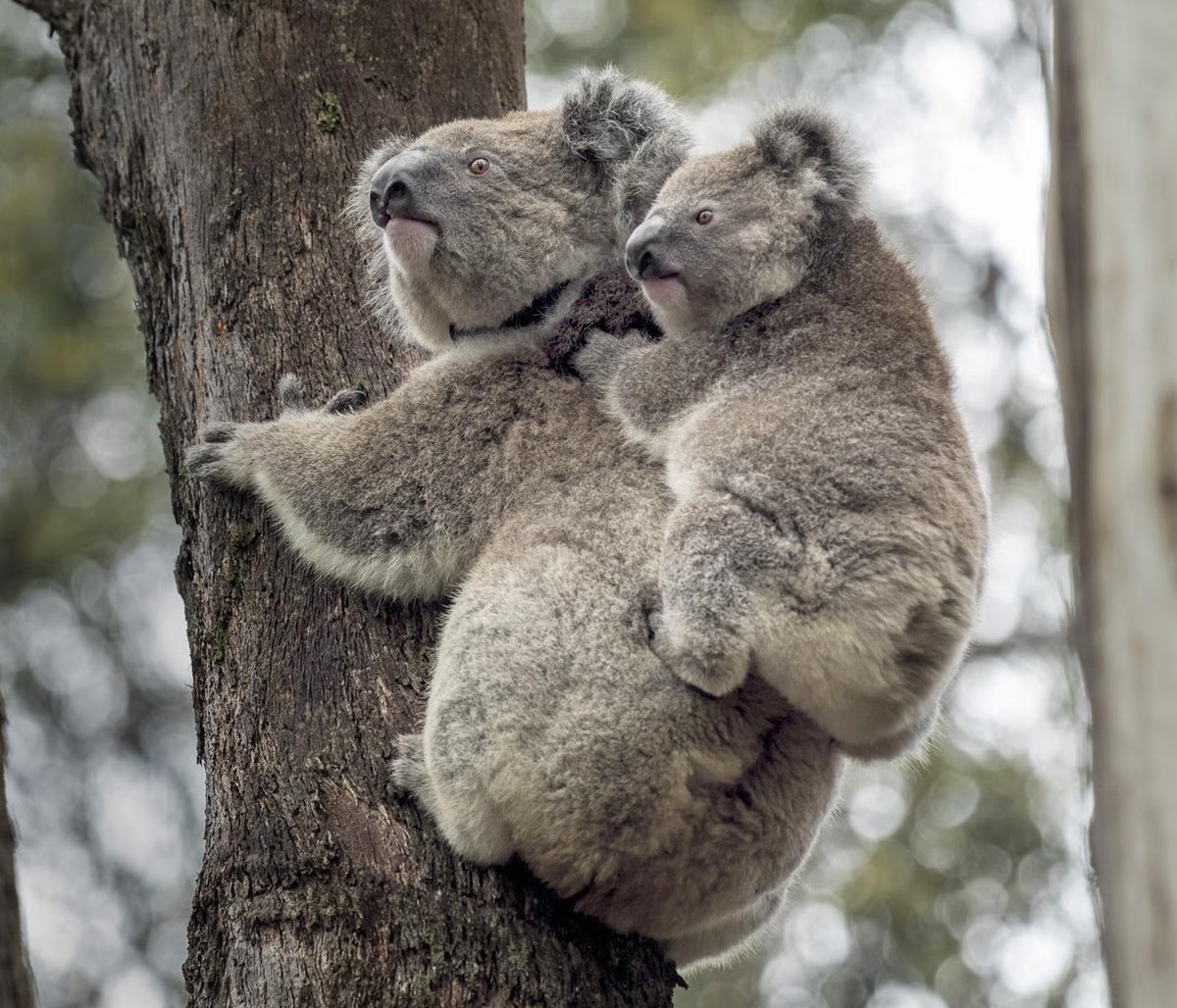 Applying Our Koala-fications
