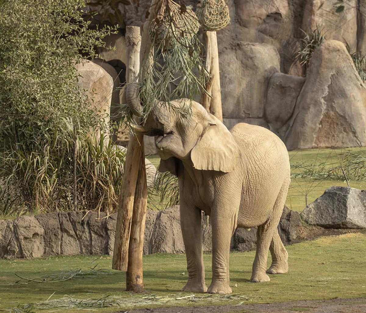 Eyes on Elephants