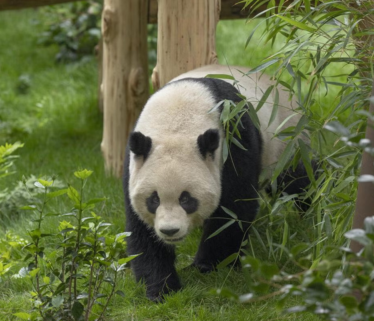 Panda Ridge