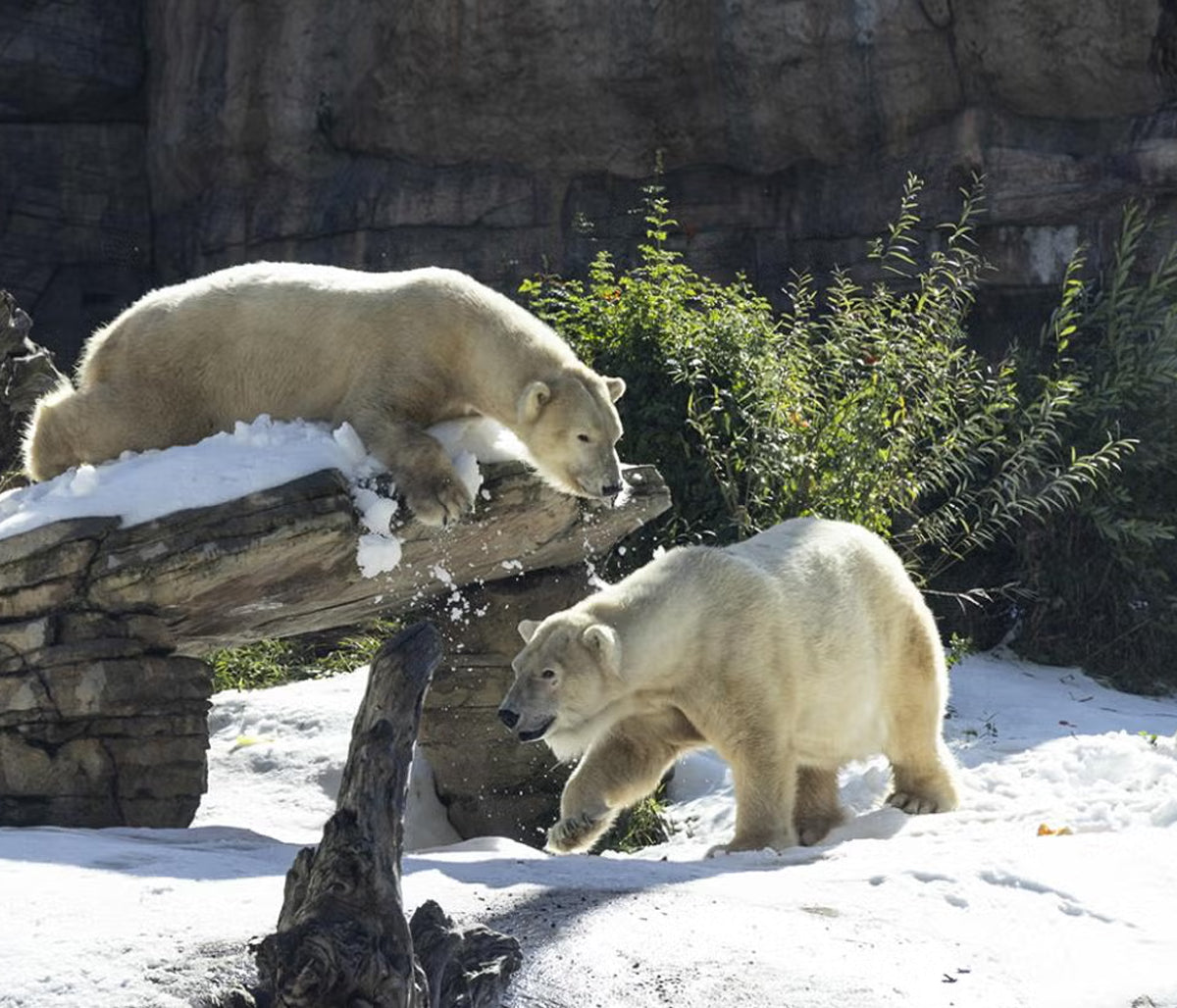 Second Chances: Protecting Arctic Icons