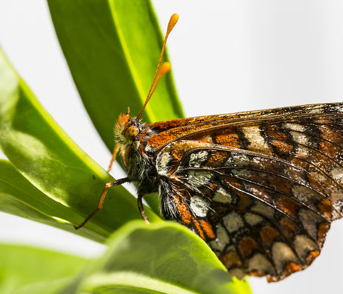 The Butterfly Effect