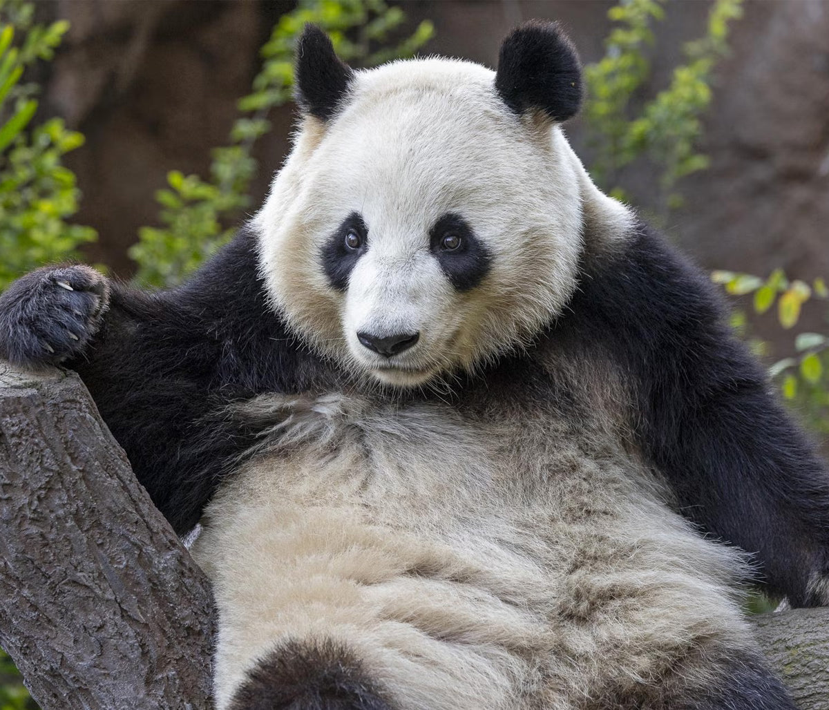 The Pandas' Progress