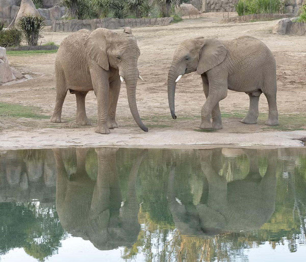 Welcome to Denny Sanford Elephant Valley