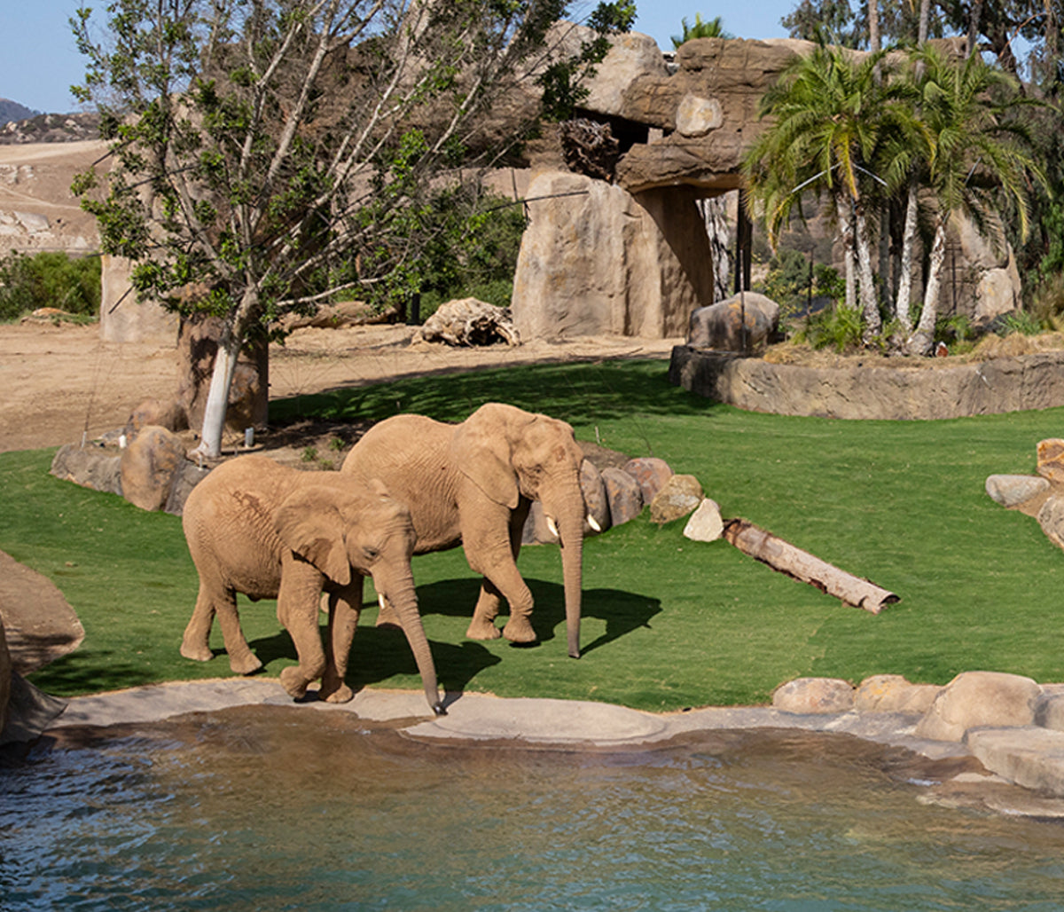Denny Sanford's Elephant Valley at the San Diego Zoo Safari Park