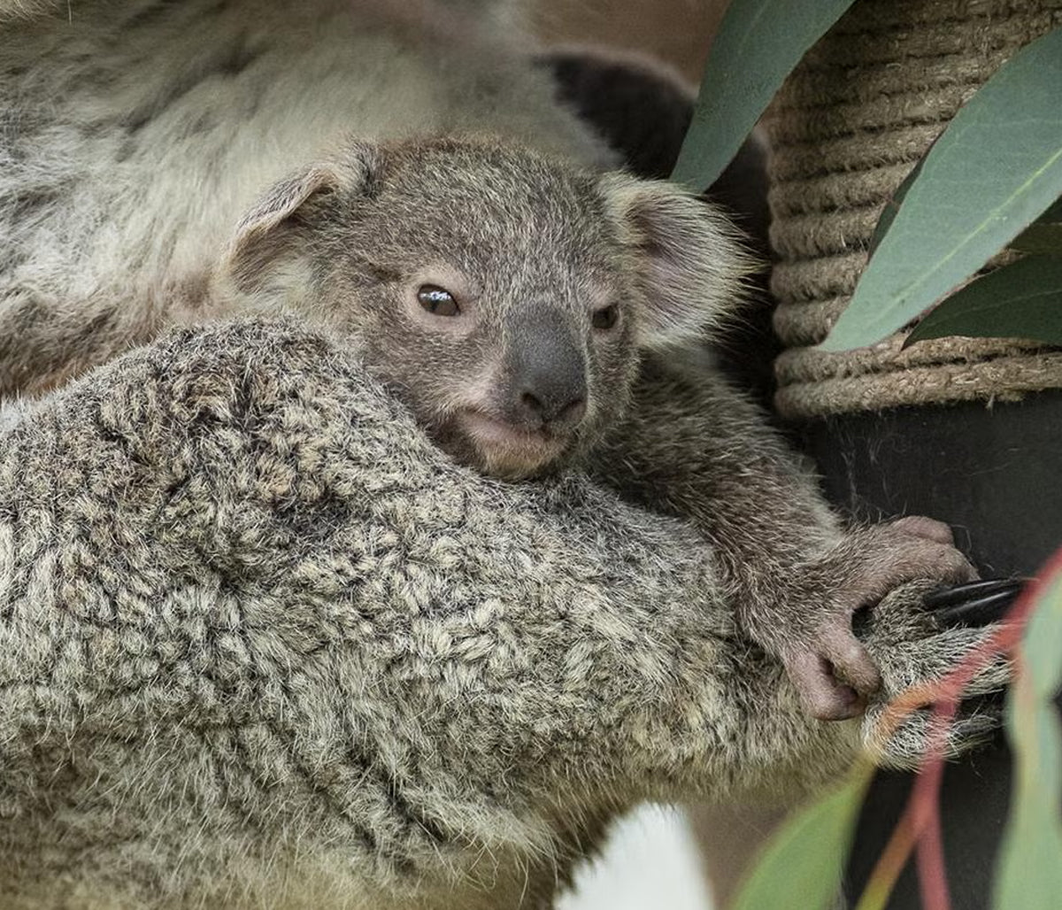 Koala-ty Connections