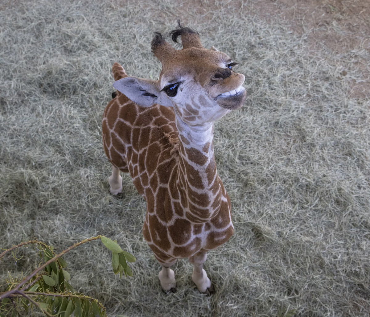 Msituni the Giraffe Calf Is Up and Running