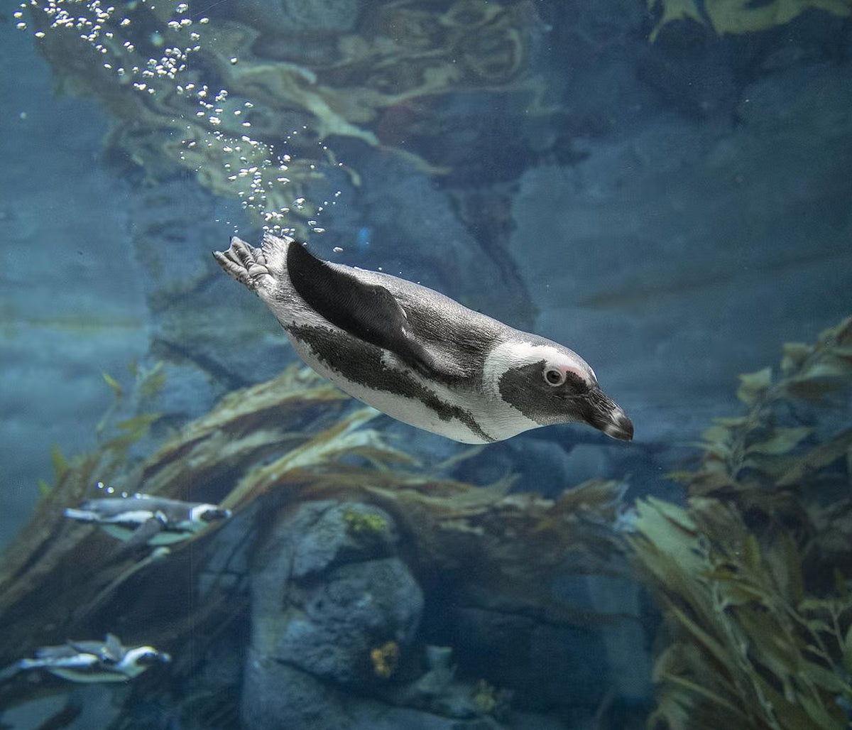 Penguin Care