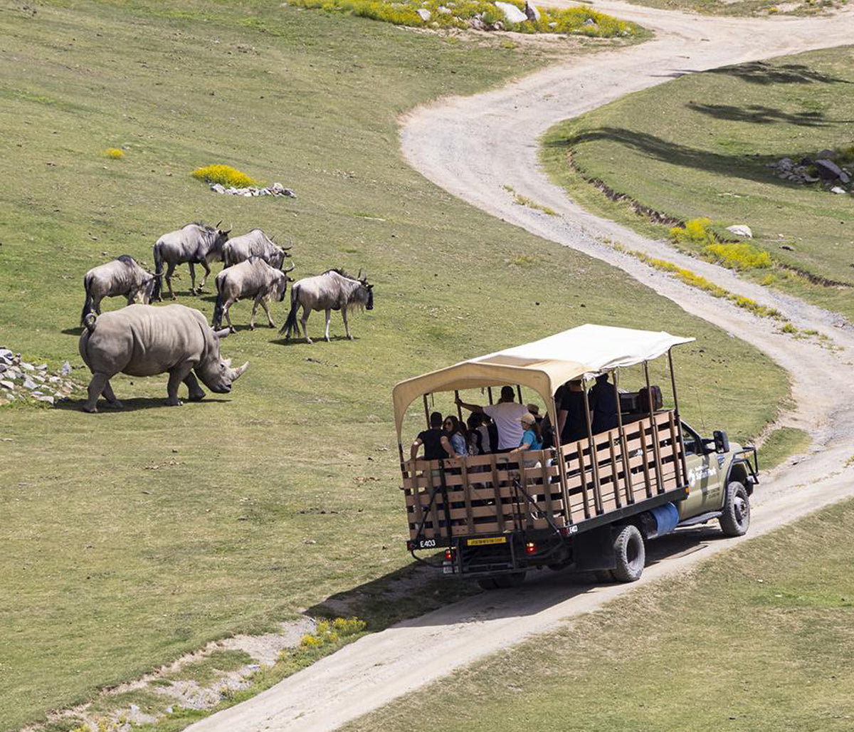 Safari Excursions at the San Diego Zoo Safari Park