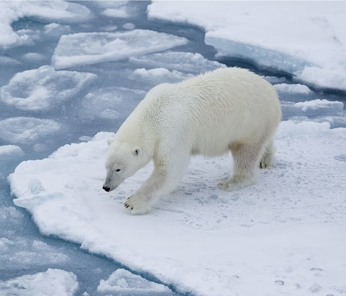 Served on Ice