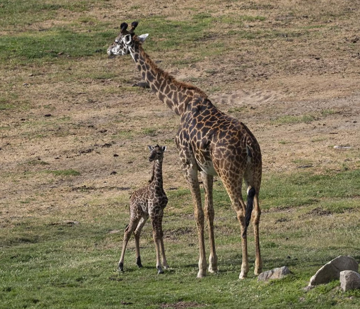 Standing Tall for Conservation