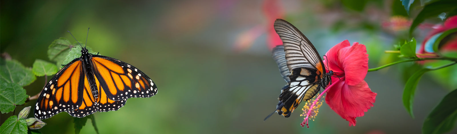 Butterflies and Botanicals San Diego Zoo Wildlife Alliance Southwest Conservation Hub