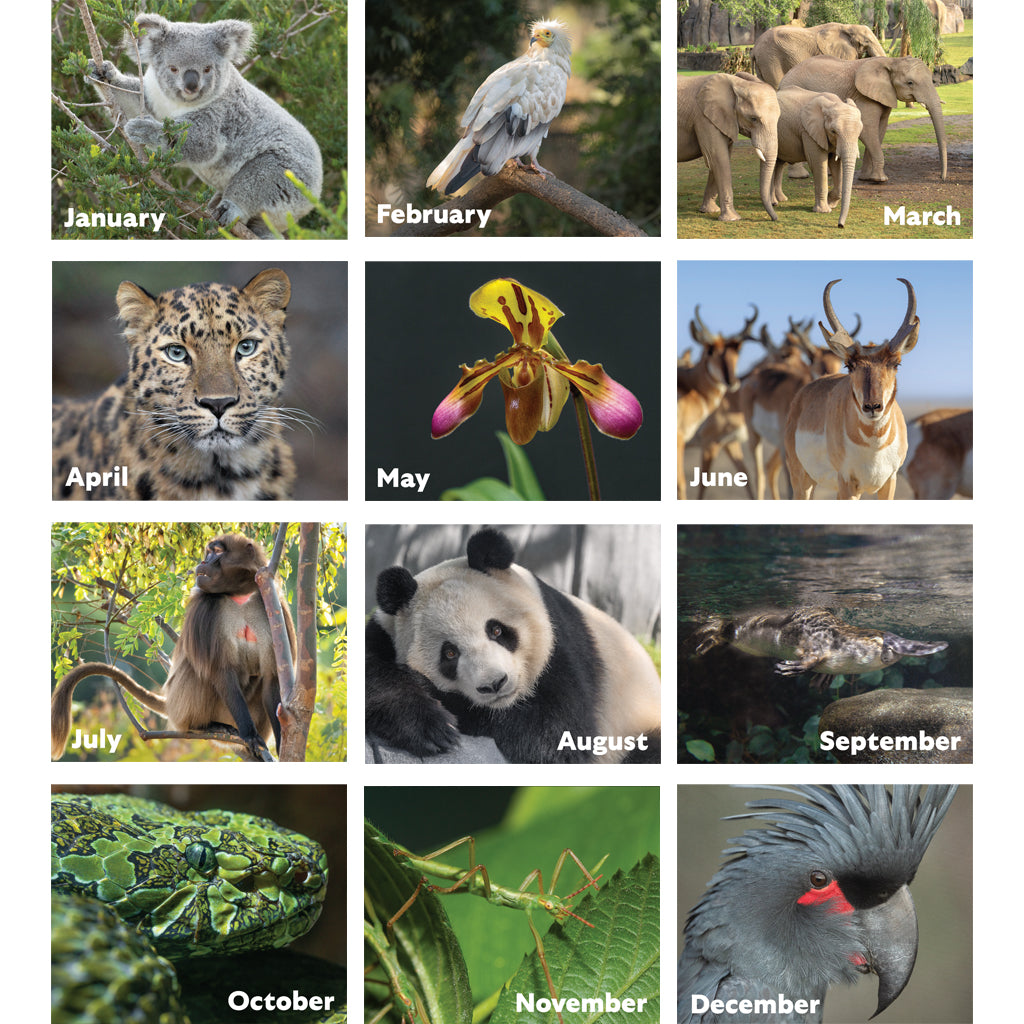 2026 CALENDAR ISSUE OF THE JOURNAL SDZWA MAGAZINE