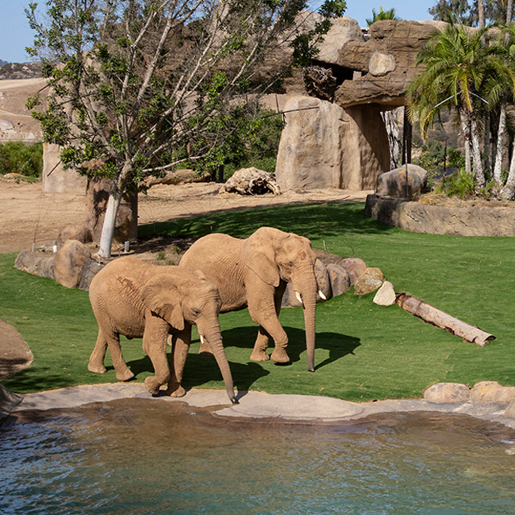 Two elephants at the San Diego Zoo Safari Park's Elephant Valley, walking along the edge of a pool in a rocky, grassy habitat with trees and rock formations in the background.
