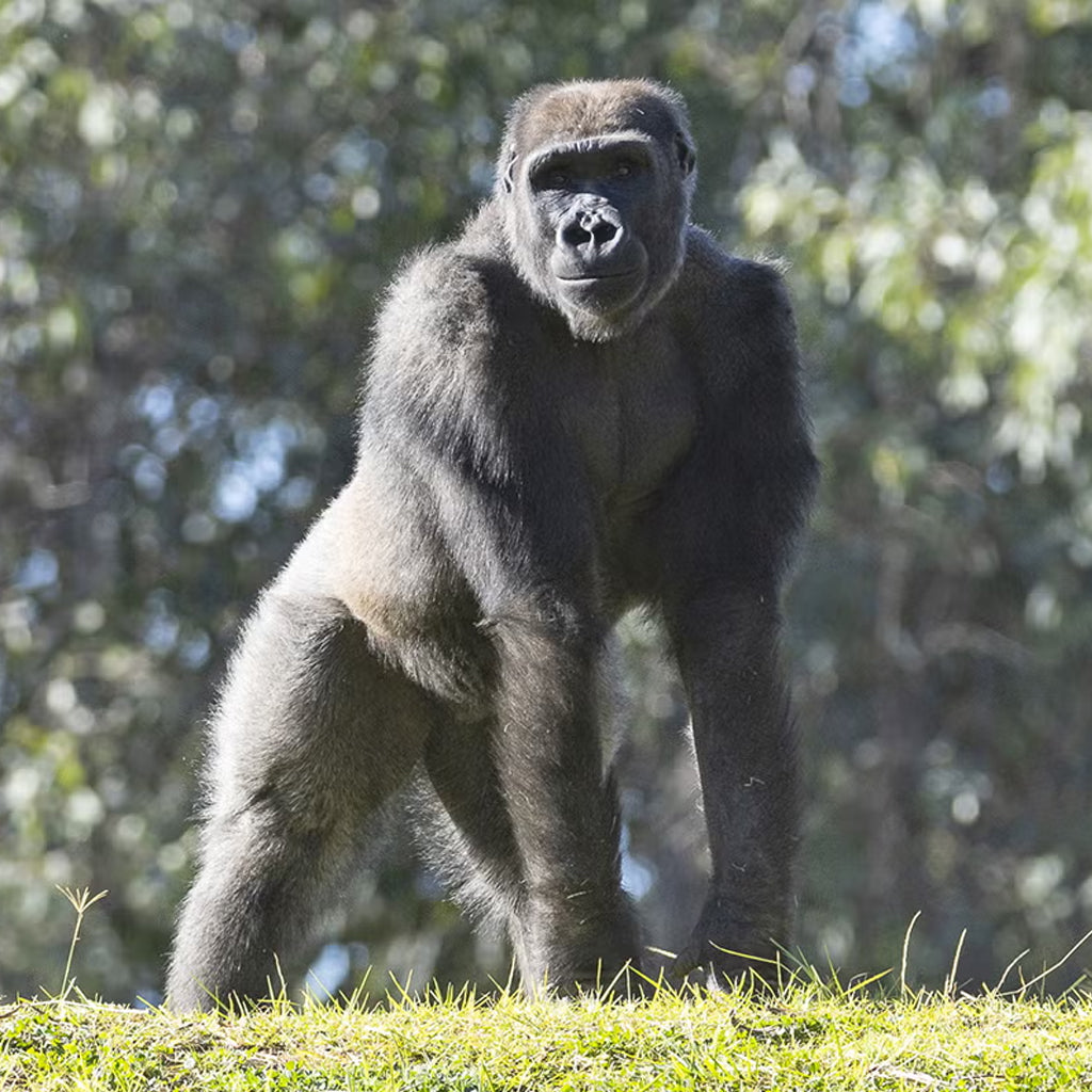 Mizani the Gorilla’s Groundbreaking Medical Journey