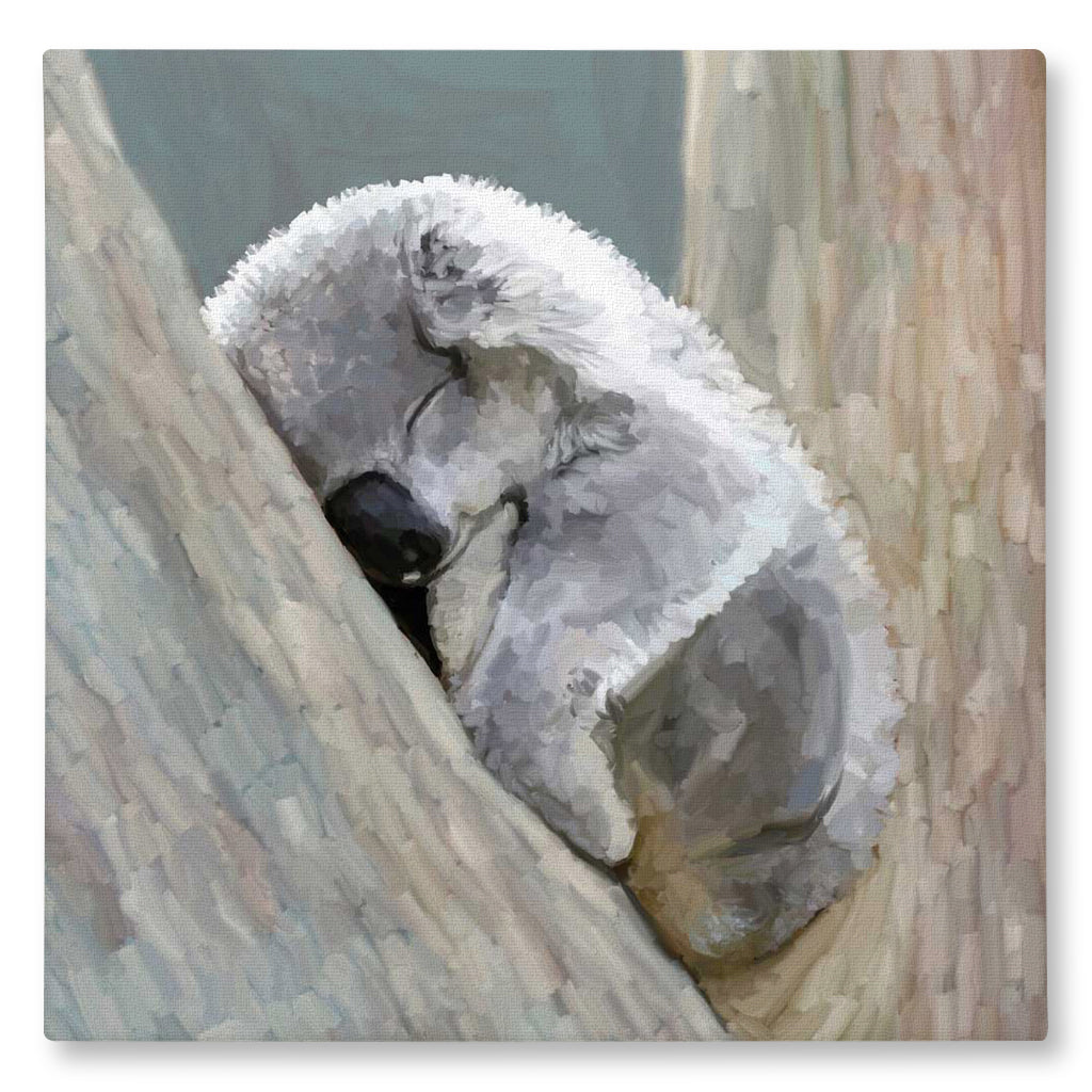 Snoozing Koala Giclée Canvas Print