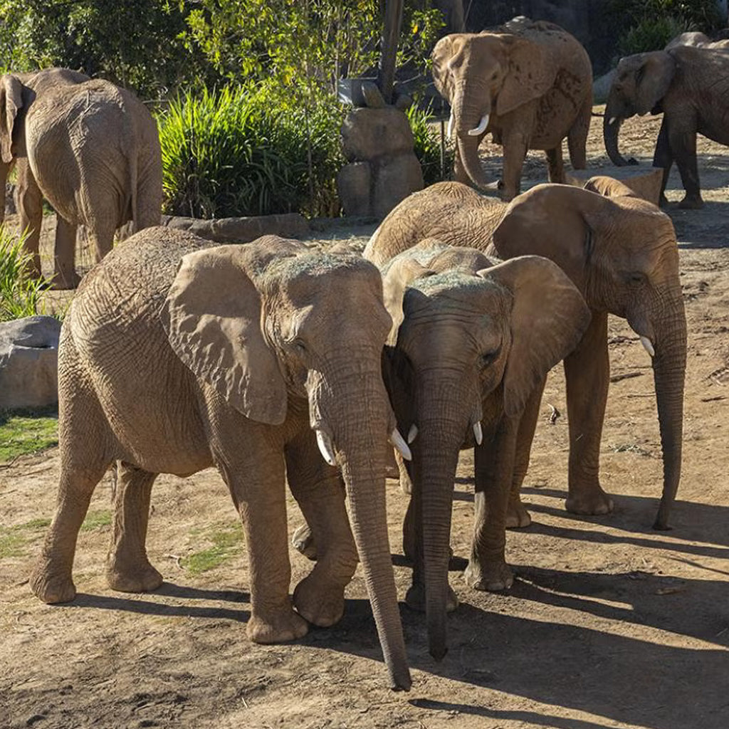 Elephant herd at the San Diego Zoo Safari Park Denny Sanford's Elephant Valley.