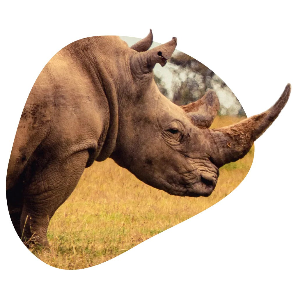 Rhino Fahlo Tracking Bracelet - Kalahari Stone