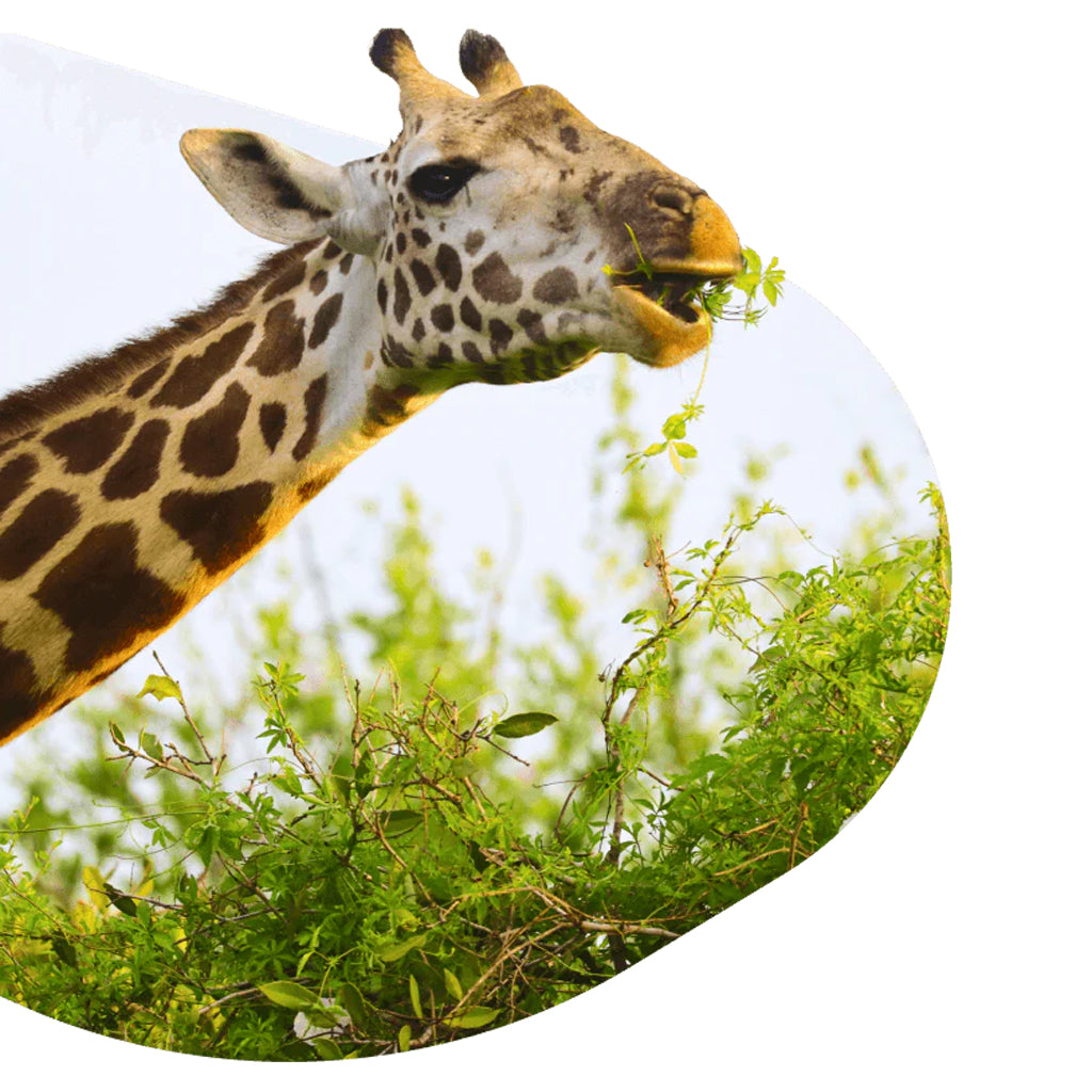 Giraffe Fahlo Tracking Bracelet