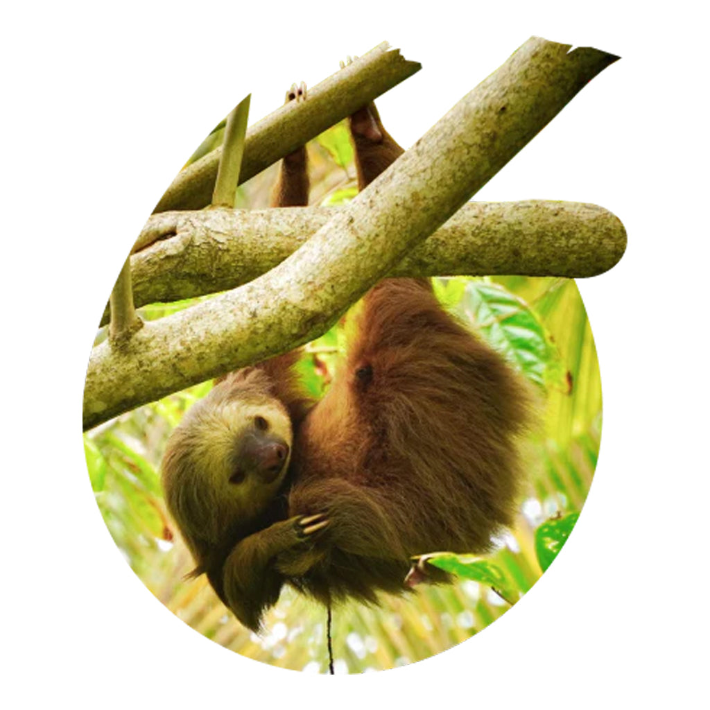 Sloth Fahlo Tracking Bracelet